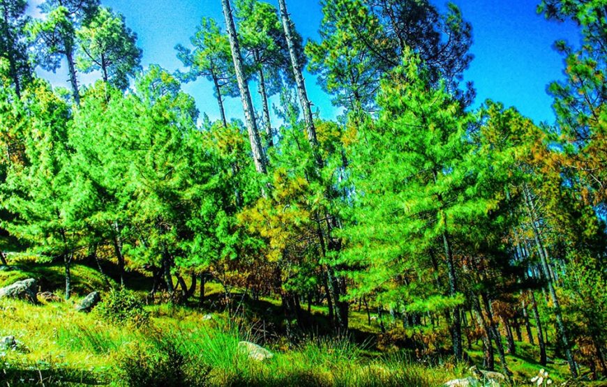 Murree